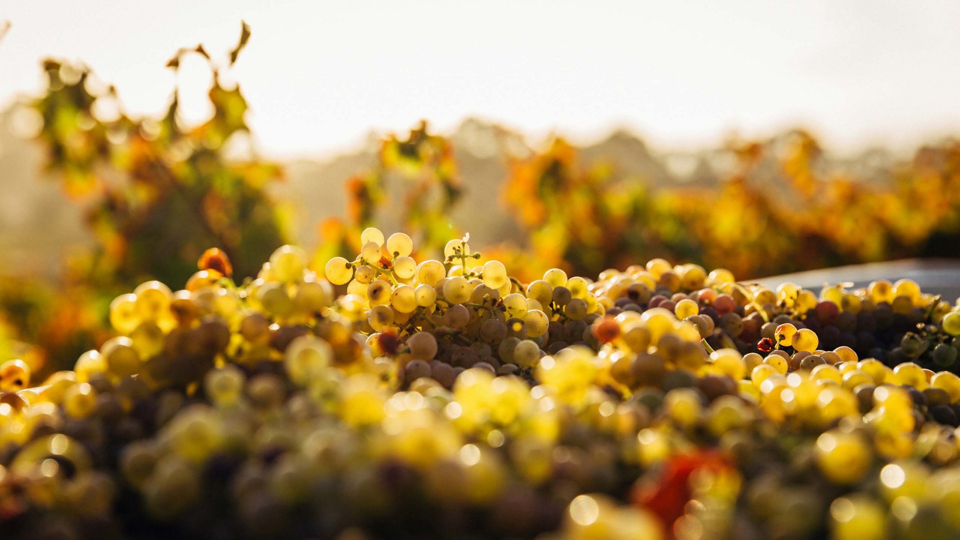 Wein- und Herbstgeschichten